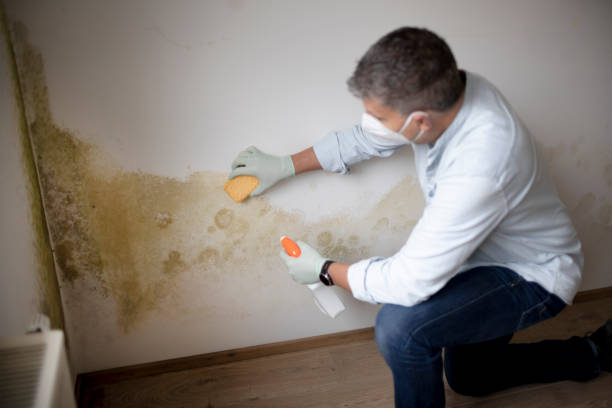 Best Environmental Consulting for Mold Prevention  in Canfield, OH