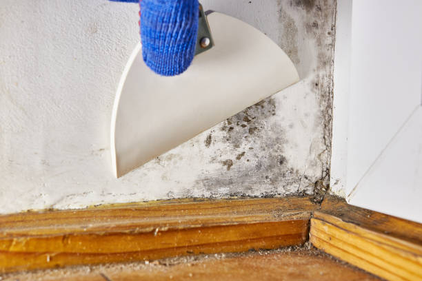 Best Asbestos and Lead Testing During Mold Inspection  in Canfield, OH