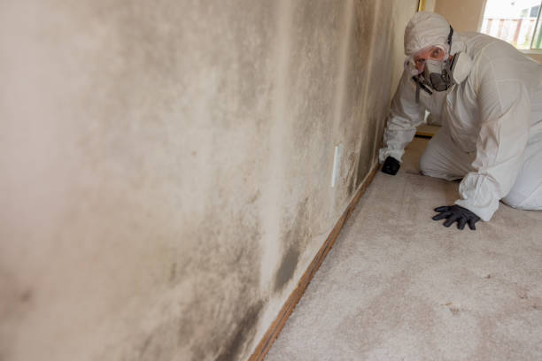 Best Mold Damage Restoration  in Canfield, OH